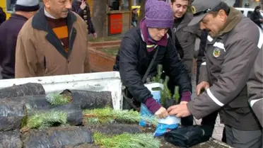 Zonguldak'ta Ücretsiz Fıstık Çamı Fidanı Dağıtıldı