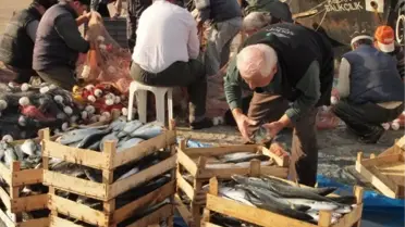 Geçen Yıl Palamut ve Lüfer Azaldı, Fiyatları Arttı