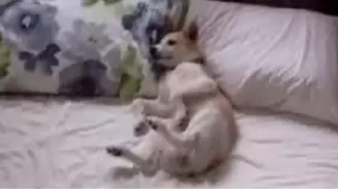 İşte Dünyanın En Üşengeç Köpeği