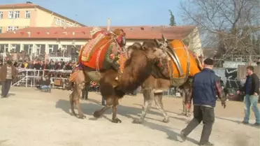 Karaağaç'ta Deve Güreşleri Heyecanı