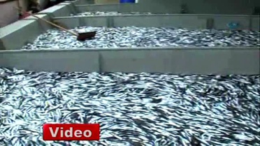 Hamsinin Hikâyesi Yeniden Yazılıyor