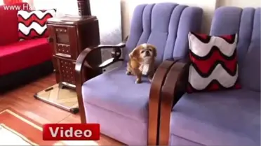 Bu Köpek Türünün Belki de Tek Örneği