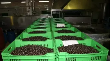 Türk Zeytinini 43 Ülkeye Yedirip, İhracat Patlaması Yaptılar