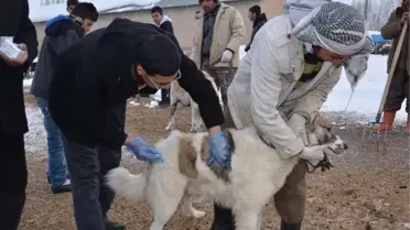 Büyükçiftlik Beldesi Kuduz Nedeniyle Karantinaya Alındı