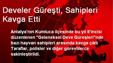 Adıyaman'da Develer Güreşti, Sahipleri Kavga Etti