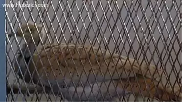 100 yıl sonra görüntülenen 'yakalı toy'a çip takılıyor -