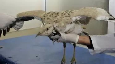 Nesli Tükenen Yakalı Toya Çipli Takip