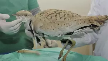 Yaralı Bulunan Toy Kuşu Çiple Takip Edilecek