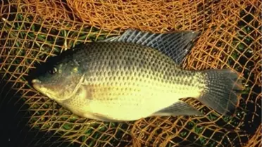 İçme Suyu Havzalarında İstilacı Balık Tehdidi