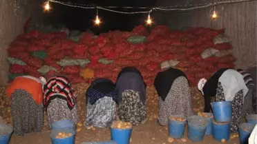 Bakanlık Patateste Yaşanan Fiyat Artışına El Koydu