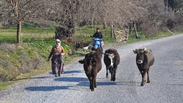 İnekleri Kural İhlali Yapan Çobana 200 TL Ceza Kesildi