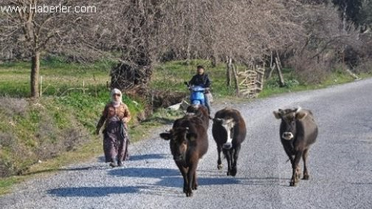 İnekleri Sınırı İhlal Eden Çobana Ceza