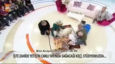 Canlı Yayında Keçi Sütü Sağdılar