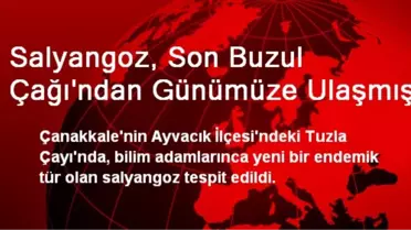 Salyangoz, Son Buzul Çağı'ndan Günümüze Ulaşmış