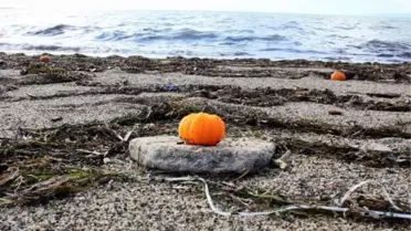 Tonlarca Mandalinayı Denize Döktüler