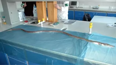 Edremit Körfezinde 'Dikenli Yılan Balığı' Yakalandı