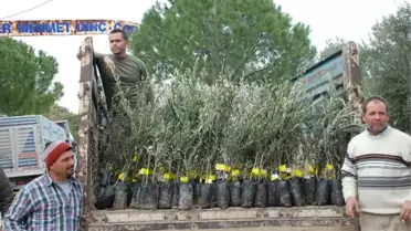 İl Özel İdaresinden Didim'e 32 Bin Zeytin Fidanı
