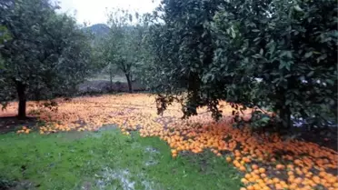 Köyceğiz'de Sel Sonrası Yaralar Sarılıyor