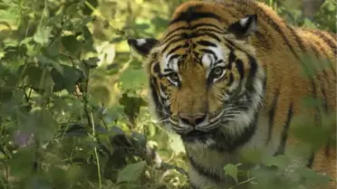 Doğayı Evcilleştiremezsin