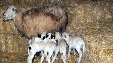 Bursa'da Bir Koyun Altız Doğurdu