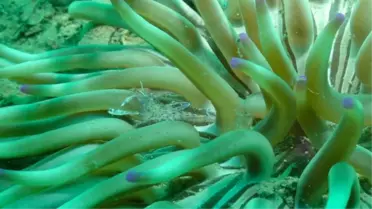 İzmir Körfezinin 2013 Sualtı Fotoğrafları Yayınlandı