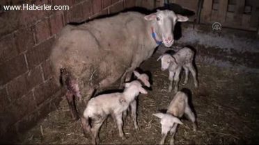 Koyun Altız Doğurdu