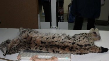 Ölen Vaşak'a 3 Saşma İsabet Etmiş