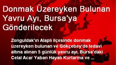 Donmak Üzereyken Bulunan Yavru Ayı, Bursa'ya Gönderilecek