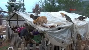 Ölümden Değil, Hayvanların Sahipsiz Kalmasından Korkuyor