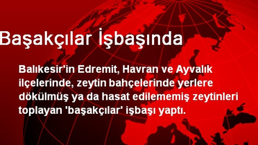 Balıkesir'de Başakçılar İşbaşında