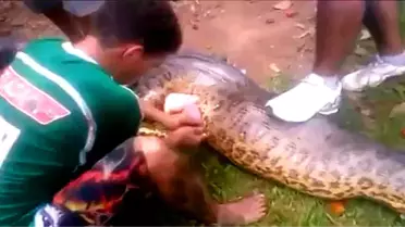 Dev Anakondanın Midesinden Pitbull Çıktı