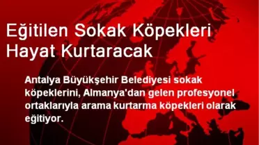 Eğitilen Sokak Köpekleri Hayat Kurtaracak