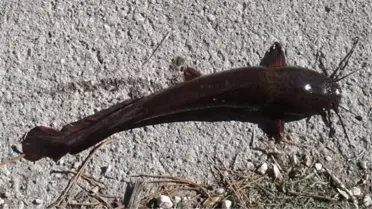 Eskişehir'de İstilacı Balık Tehlikesi