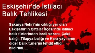 Eskişehir'de İstilacı Balık Tehlikesi