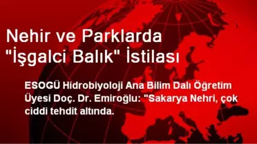 Nehir ve Parklarda 'İşgalci Balık' İstilası