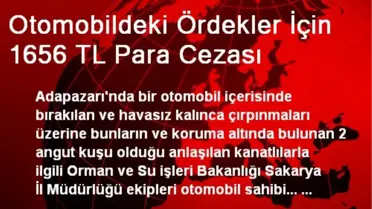 Otomobildeki Ördekler İçin 1656 TL Para Cezası