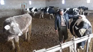 Niğde'de 10 Günde 19 Büyükbaş Hayvan Öldü