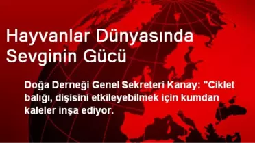 Hayvanlar Dünyasında Sevginin Gücü