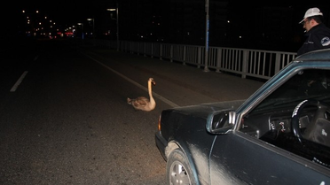 Yorgun Düşen Kuğu Zorunlu İniş Yaptı