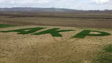 Edirne'de AK Parti Sevgisi Tarlada Yeşerdi