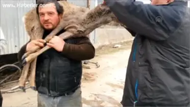 Kanala Düşen Karaca Kurtarıldı
