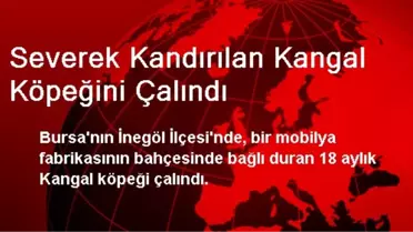 Severek Kandırılan Kangal Köpeğini Çalındı