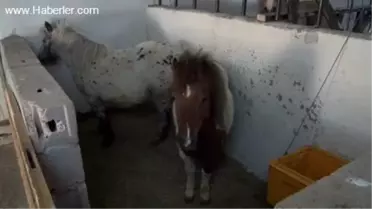 Adalet Bakanlığı'nın 'kadrolu' atları -