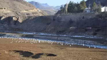 Kuraklık Munzur'u Kuruttu