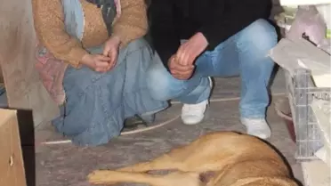 Safranbolu'da Köpeklerin Zehirlendiği İddia Edildi