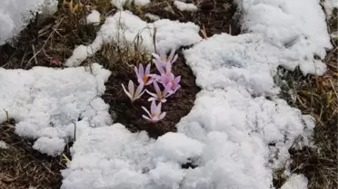 Kardelenler Çiçek Açtı