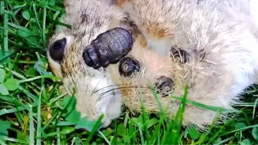 Ölü Tavşanın Vücudundan Kurt Çıktı