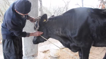 Afrika Hastalığı Nedeniyle 9 Köy Karantinaya Alındı