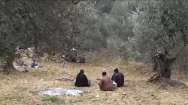 Zeytinde hasat bitti 'başakçılar' görevde -