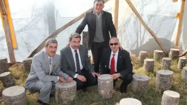 Kayın Mantarında Erken Dönem
